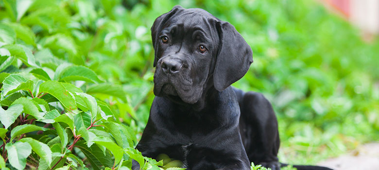 Jeune cane corso - La Prévention Médicale