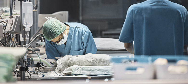 Une femme vétérinaire pratique une intervention sur un chien - La Prévention Médicale