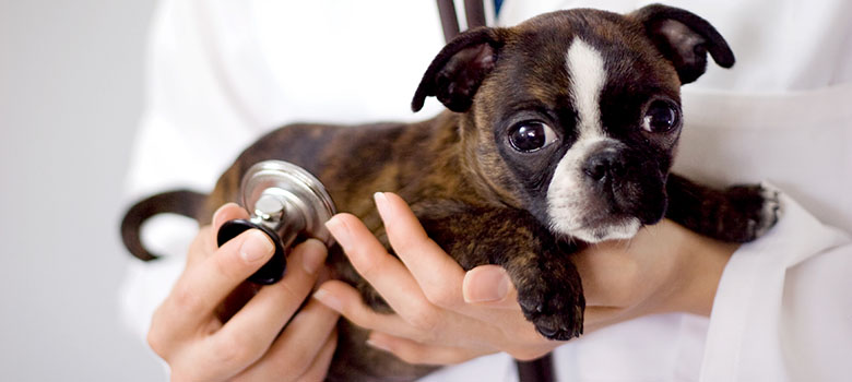 Mort d'un chiot atteint de parvovirose : un problème de confiance ?