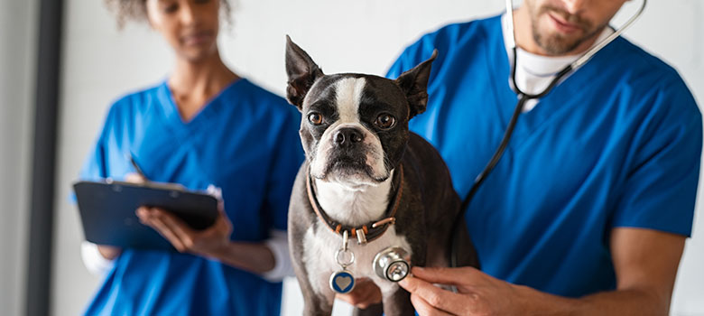 Certificats vétérinaires pour achat/vente des animaux de compagnie : une source de responsabilité - La Prévention Médicale