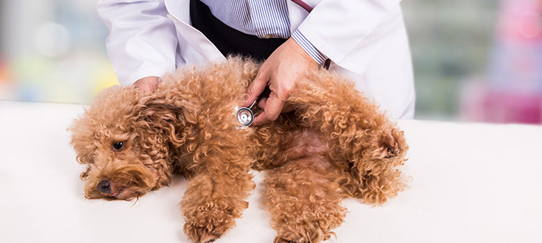 Un vétérinaire ausculte un caniche - La Prévention Médicale