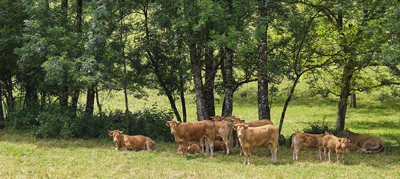 Troupeau de bovins sous les arbres dans un champs verdoyant - La Prévention Médicale