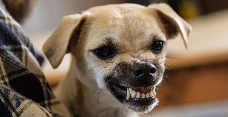 Un chien qui montre les crocs