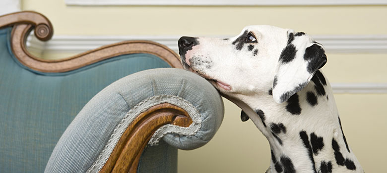 Un dalmatien repose sa gueule sur l'accoudoir d'un canapé bleu - La Prévention Médicale