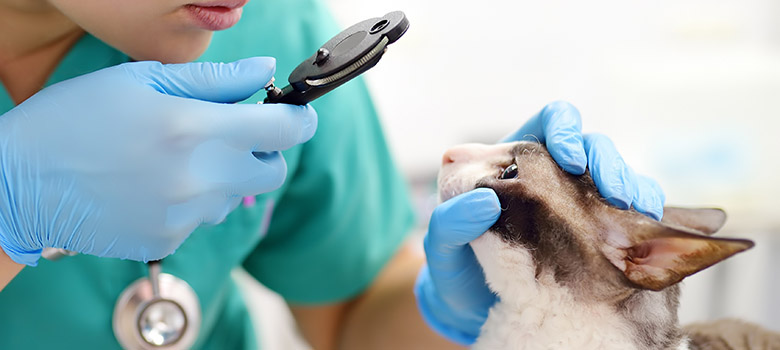 Une vétérinaire observe l'œil d'un chat - La Prévention Médicale