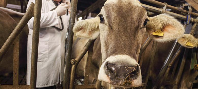 Un vétérinaire examine une vache - La Prévention Médicale