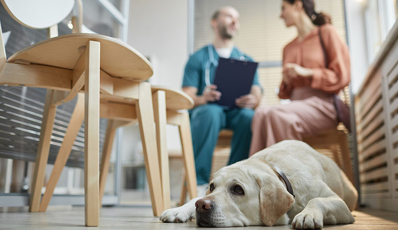 Un labrador beige allongé sur le sol en premier plan avec sa maîtresse qui discute avec un vétérinaire en arrière plan - La Prévention Médicale