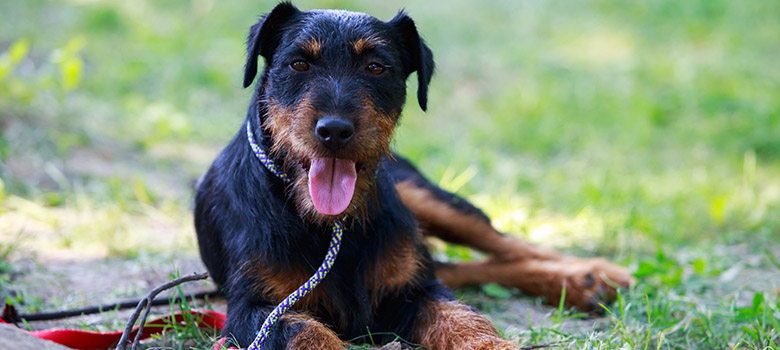 Un chien de race Jagdterrier allongé dans l'herbe - La Prévention Médicale
