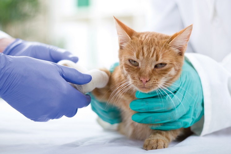 Amputation chez un chaton