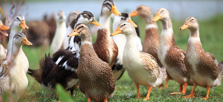 Elevage de canards