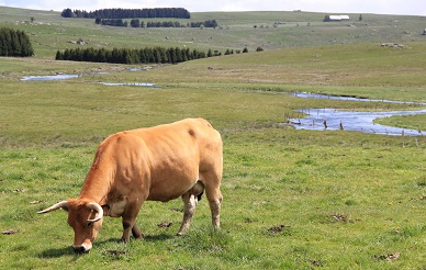 Vache de race aubrac