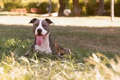 Chienne Staffordshire Terrier américain 