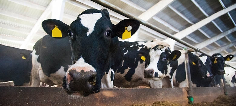 Une vache régurgite l'aimant que le praticien lui a administré | La Prévention Médicale