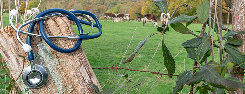 Une stétoscope posé sur une tronc d'arbre au milieu d'une prairie où broutent des vaches - La Prévention Médicale Une stétoscope posé sur une tronc d'arbre au milieu d'une prairie où broutent des vaches - La Prévention Médicale