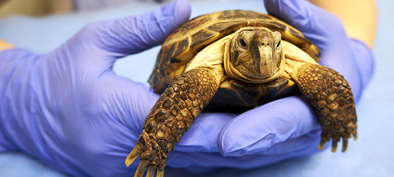 LAYANI Sandrine: Gros plan sur les mains gantées d'un vétérinaire qui présente une petite tortue de terre - La Prévention Médicale