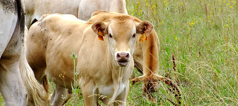 Mort d'un bovin par gangrène à la suite d'une injection vaccinale par voie sous-cutanée
