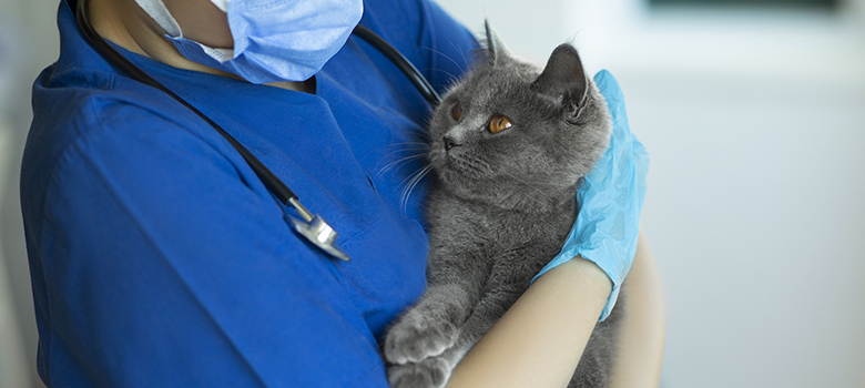 Une vétérinaire tient dans ses bras un chat de race British Shortair - La Prévention Médicale Une vétérinaire tient dans ses bras un chat de race British Shortair - La Prévention Médicale