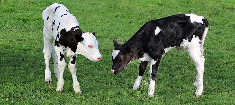 Deux veaux noir et blanc dans un pré - La Prévention Médicale Deux veaux noir et blanc dans un pré - La Prévention Médicale