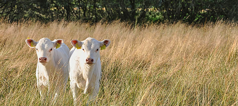 Deux veaux charolais dans une prairie - La Prévention Médicale