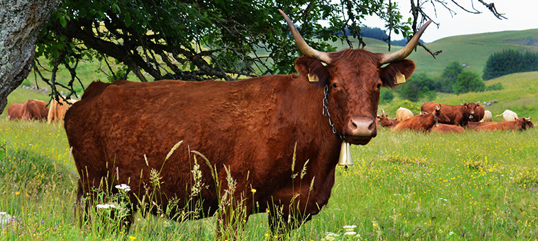 Une vache Salers au premier plan dans un champ - La Prévention Médicale