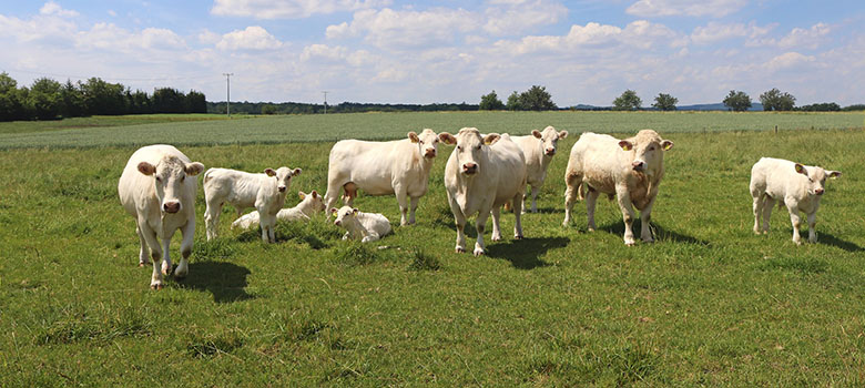 Troupeau de vaches charolaises dans un champ - La Prévention Médicale