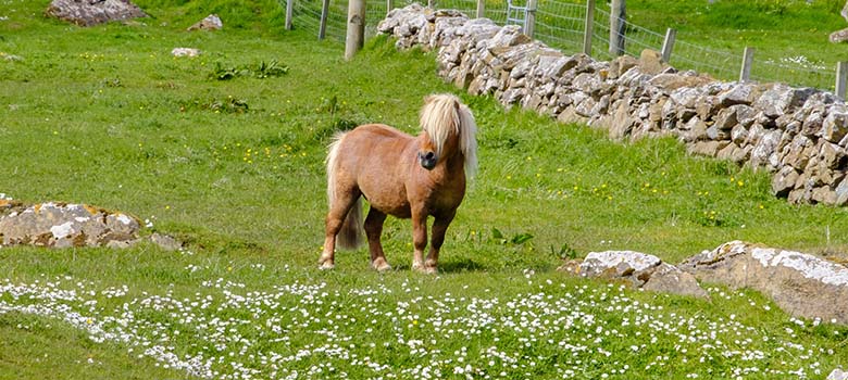 Un poney Shetland dans une prairie - La Prévention Médicale