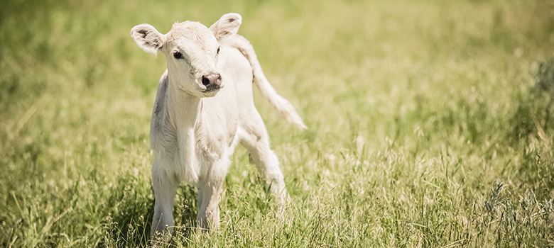 Gros plan sur un veau charolais seul dans le près - La Prévention Médicale Gros plan sur un veau charolais seul dans le près - La Prévention Médicale
