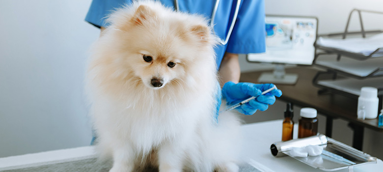 Vétérinaire soigne une chienne Spitz - La Prévention Médicale