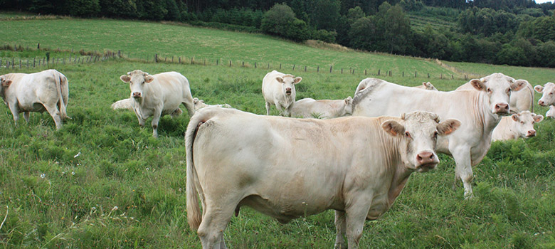 Troupeau de vaches charolaises au pré - La Prévention Médicale