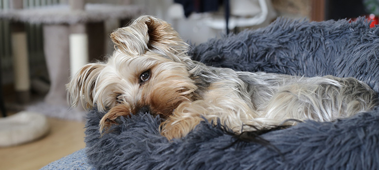 Un yorkshire couché dans son panier gris, la tête posée et le regard calme - La Prévention Médicale