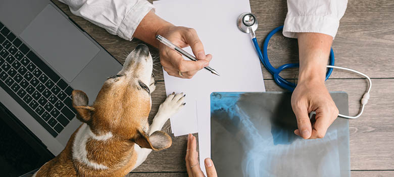 Un vétérinaire explique les résultats d'une radio | La Prévention Médicale