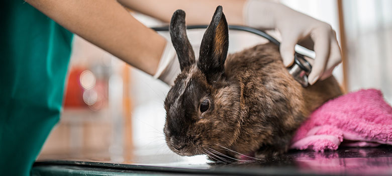 Un praticien vétérinaire examine un NAC (lapin) | La Prévention Médicale
