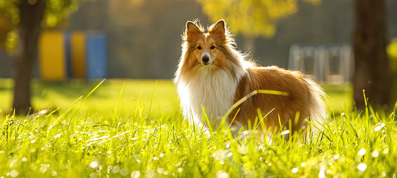 Une chienne Shetland dans un parc - La Prévention Médicale