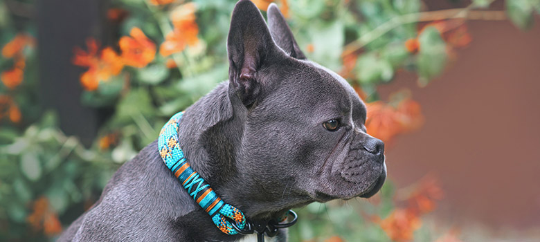 Chien brachycéphale de profil avec un museau court et large, portant un collier coloré, assis devant un fond flou de fleurs orange - La Prévention Médicale