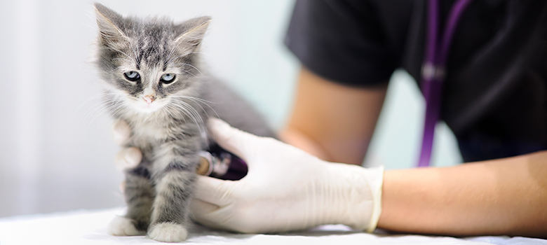 Un chaton tigré gris ausculté par un vétérinaire - La Prévention Médicale