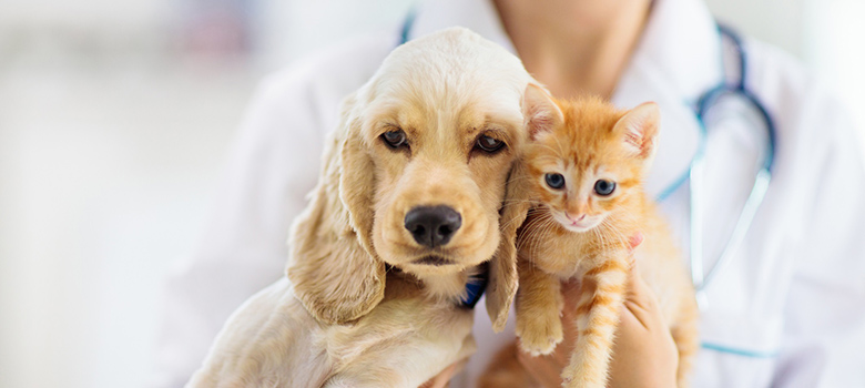 Une vétérinaire en arrière plan tient un chaton roux et un chien beige dans ses bras - La Prévention Médicale