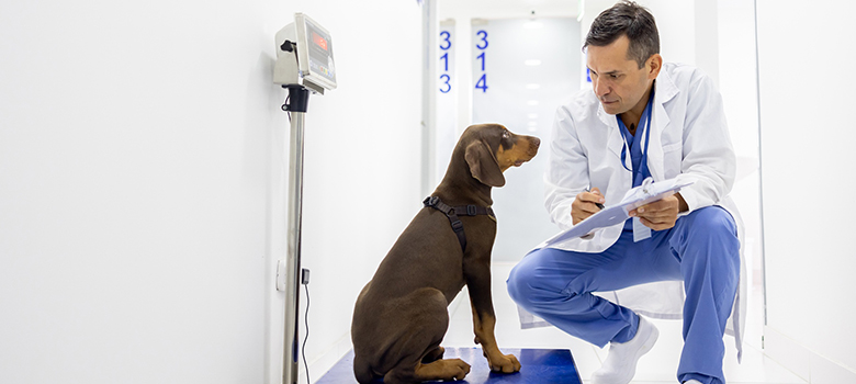 Un vétérinaire accroupi au côté d'un chien lors de la pesée au cabinet - La Prévention Médicale