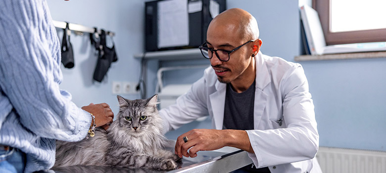 Un vétérinaire ausculte un chat - La Prévention Médicale