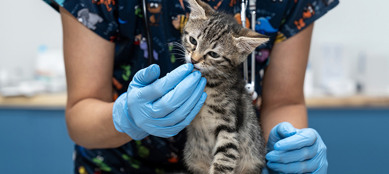 Une vétérinaire gantée administre un soin à un chaton tigré posé sur une table d’examen - La Prévention Médicale