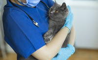 Une vétérinaire tient dans ses bras un chat de race British Shortair - La Prévention Médicale Une vétérinaire tient dans ses bras un chat de race British Shortair - La Prévention Médicale