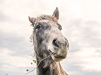 Gros plan sur la tête d'un poney Connemara - La Prévention Médicale