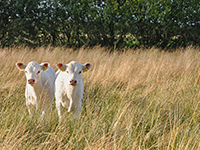 Deux veaux charolais dans une prairie - La Prévention Médicale