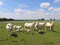 Troupeau de vaches charolaises dans un champ - La Prévention Médicale