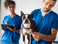 Certificats vétérinaires pour achat/vente des animaux de compagnie : une source de responsabilité - La Prévention Médicale