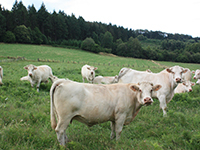 Troupeau de vaches charolaises au pré - La Prévention Médicale