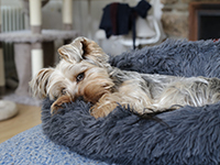 Un yorkshire couché dans son panier gris, la tête posée et le regard calme - La Prévention Médicale