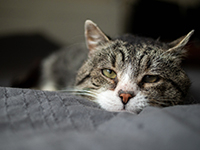Évolution déroutante d'un lymphome malin chez un chat - La Prévention Médicale