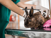 Un praticien vétérinaire examine un NAC (lapin) | La Prévention Médicale