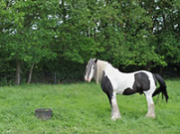 Un american paint horse dans un champ