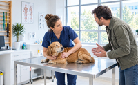 Un vétérinaire examine un chien face à son maître mécontent - La Prévention Médicale